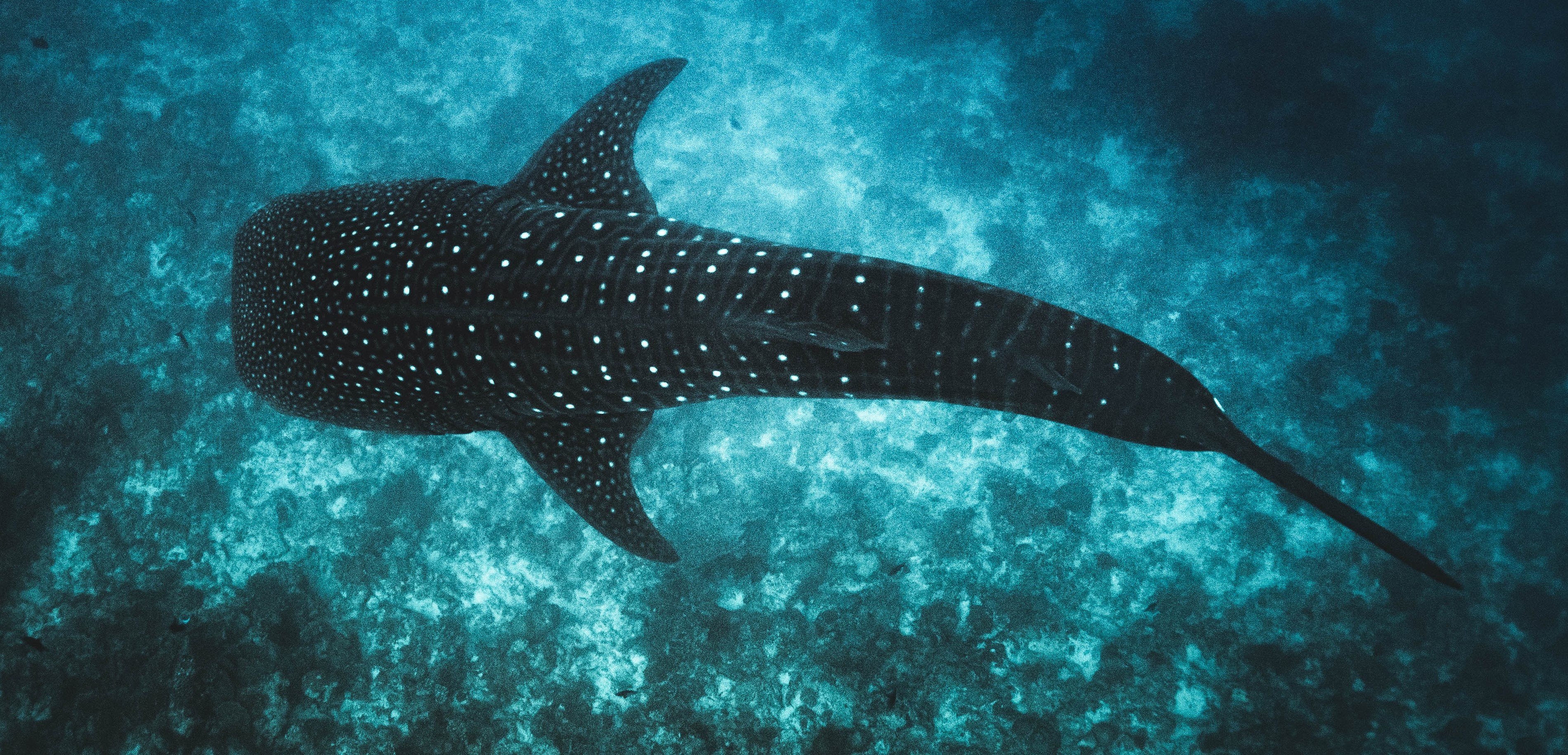 a photo of a whale shark from above
