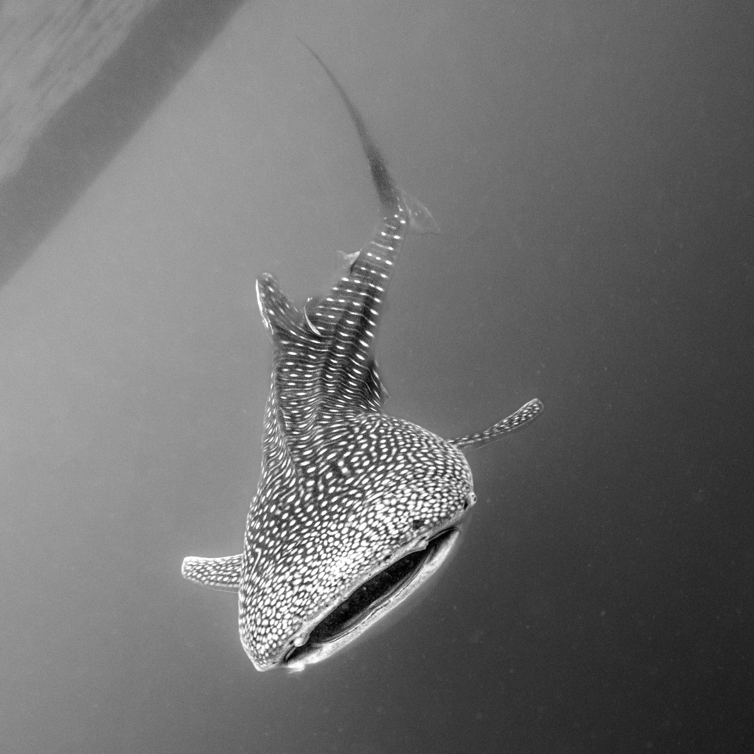 Black and white photo of a Whale Shark